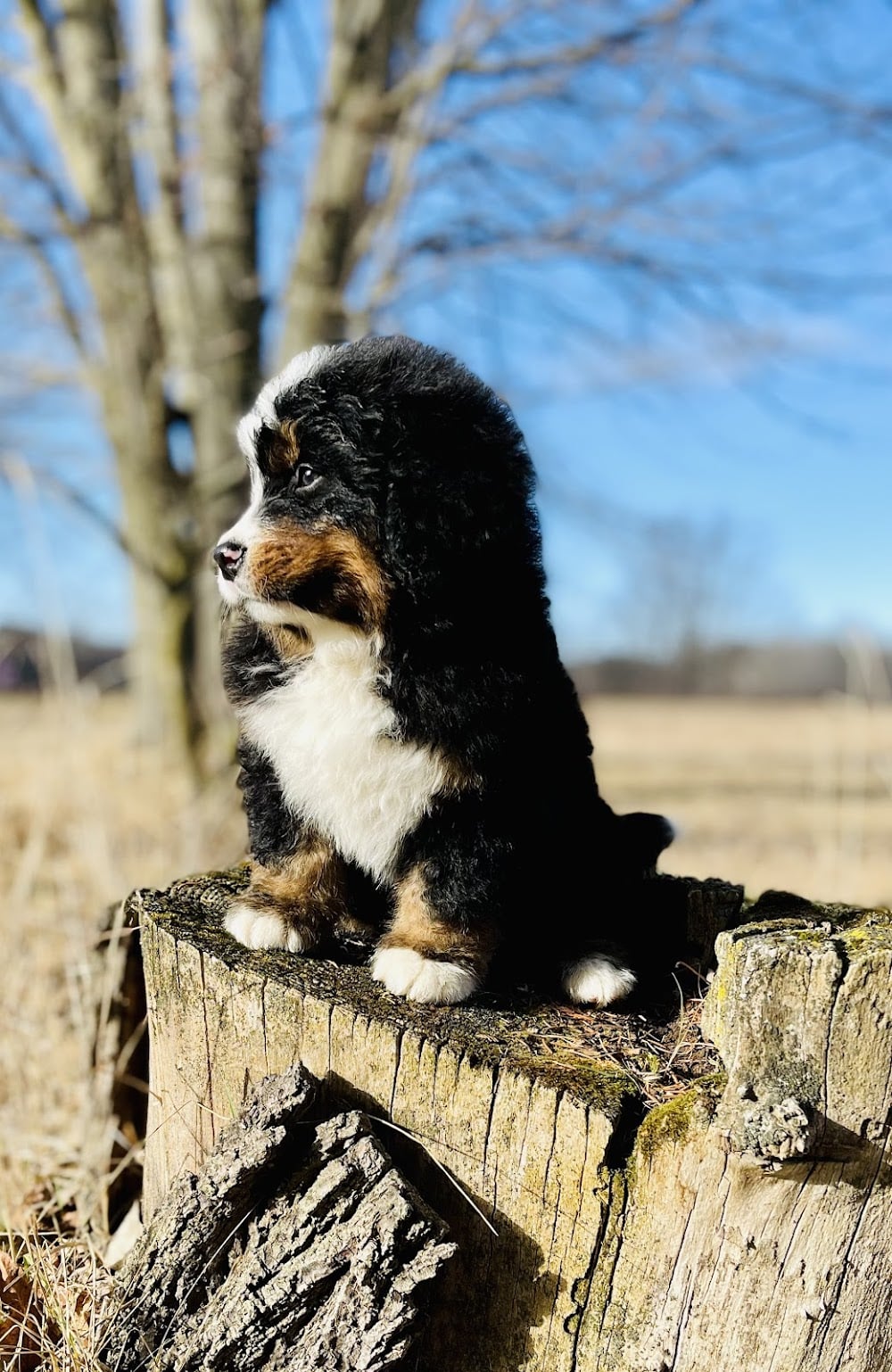 Royal Bernese Mountain Dogs LLC