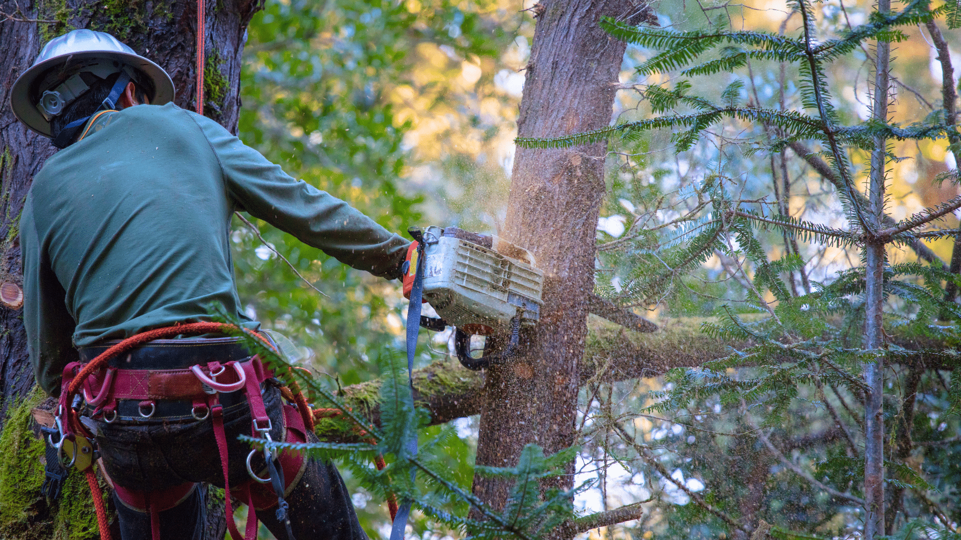 Brown Bear Tree Service